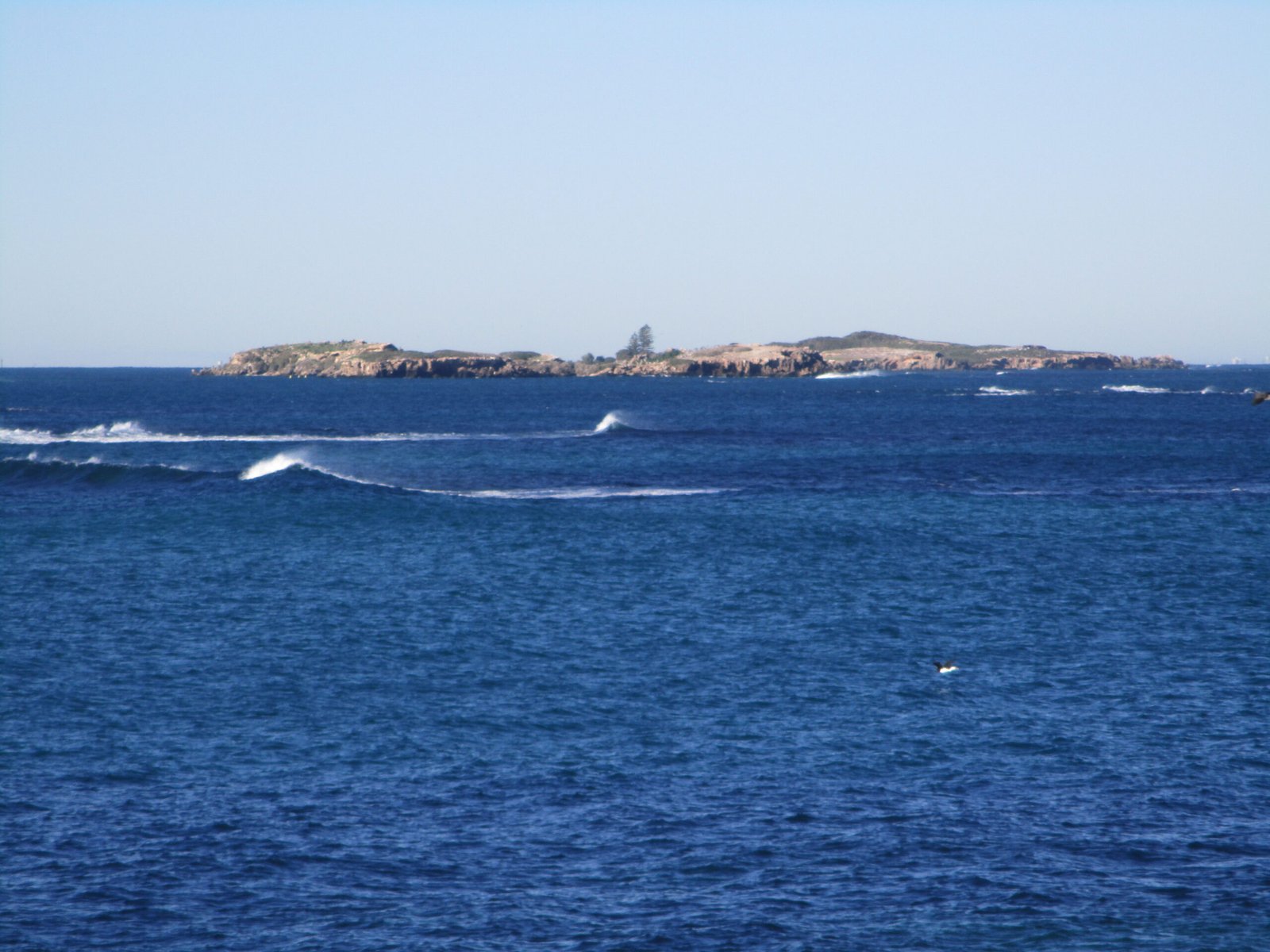 Penguin Island off the Rockingham coast in Western Australia